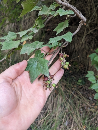 Ribes ciliatum (Ribes ciliatum)