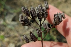 Hypericum montbretii