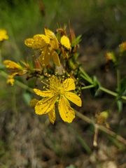 Hypericum montbretii