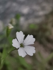 Heliosperma veselskyi iskense