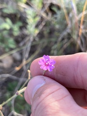 Boerhavia linearifolia