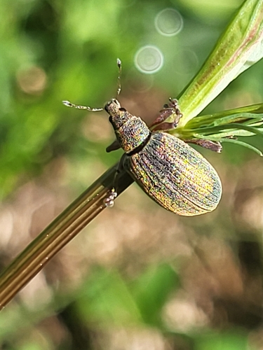 šupináčik krový (Polydrusus mollis)