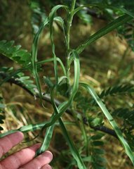 Tragopogon dasyrhynchus
