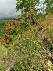 Hypericum montbretii