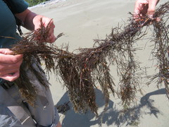 Desmarestia aculeata