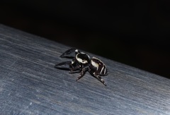 Rhene atrata