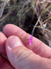 Boerhavia linearifolia