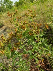Hypericum montbretii