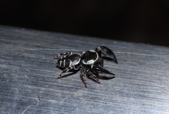 Rhene atrata