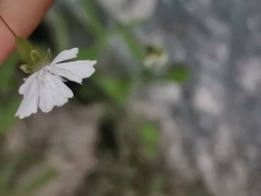 Heliosperma veselskyi iskense