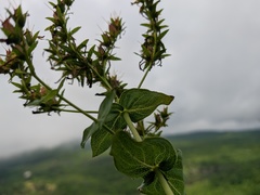 Hypericum montbretii