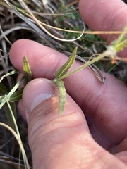 Boerhavia linearifolia
