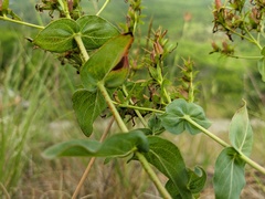Hypericum montbretii