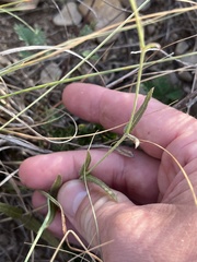 Boerhavia linearifolia