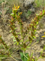 Hypericum montbretii