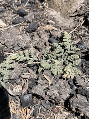 Oreonana purpurascens