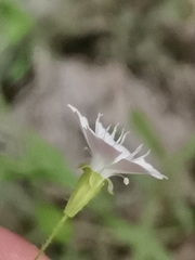Heliosperma veselskyi iskense