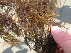 Desmarestia aculeata