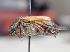 Strigoderma arbicola