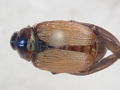 Strigoderma arbicola