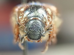 Strigoderma arbicola