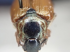 Strigoderma arbicola