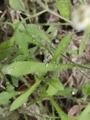 Heliosperma veselskyi iskense