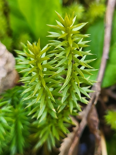 plavúňotvaré (Lycopodiales)