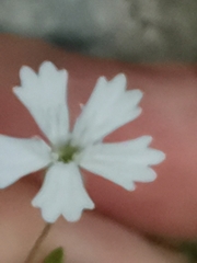 Heliosperma veselskyi iskense