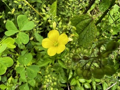 Oxalis grandis