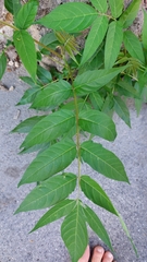 Ailanthus altissima