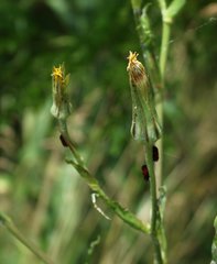 Tragopogon dasyrhynchus