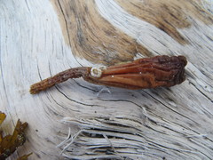 Styela montereyensis