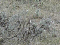 Spizella breweri breweri