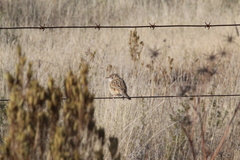 Cisticola juncidis terrestris
