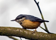 Sitta europaea caesia