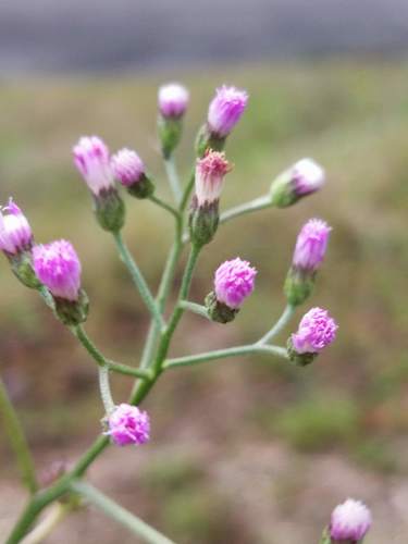 Cyanthillium cinereum