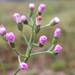 Little Ironweed - Photo (c) Jia Ming (جيا ميڠ / 嘉铭), some rights reserved (CC BY-SA), uploaded by Jia Ming (جيا ميڠ / 嘉铭)