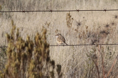 Cisticola juncidis terrestris