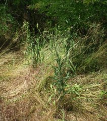 Tragopogon dasyrhynchus