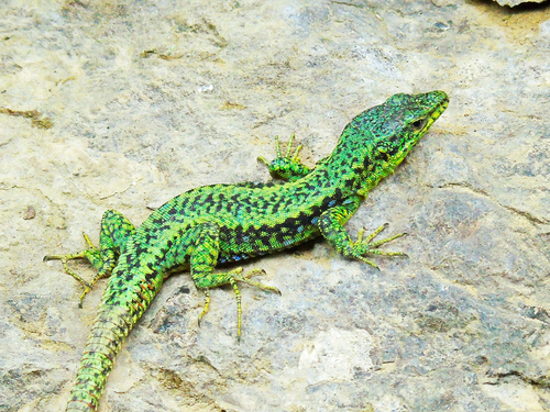 Georgian lizard, Darevskia rudis