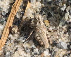 Trimerotropis maritima