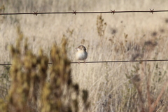 Cisticola juncidis terrestris