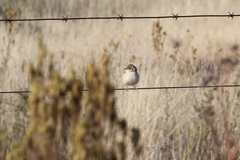 Cisticola juncidis terrestris