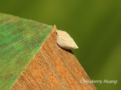 Mimophantia maritima