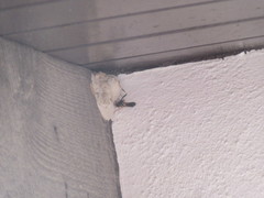 Sceliphron caementarium