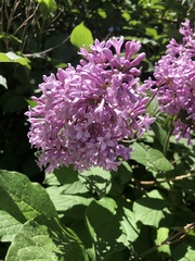 Syringa josikaea