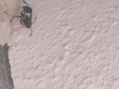 Sceliphron caementarium