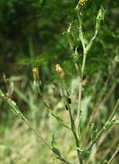 Tragopogon dasyrhynchus