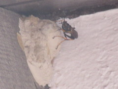 Sceliphron caementarium